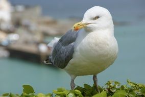 seagull on the background of the sea