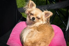 Chihuahua basking in the sun on the pink pillow