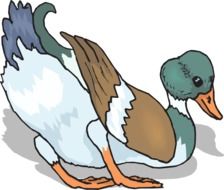 Illustration of Colorful duck