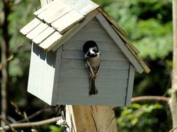 Birdhouse Nesting