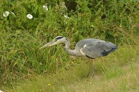 gray heron among green thickets