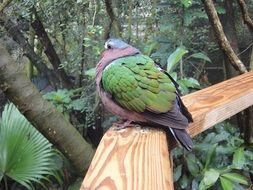 green bird on a wooden board