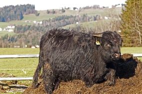 Black bull on a farm