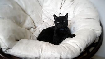 black cat lies on a white armchair