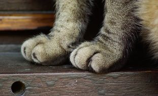 macro picture of Cat Legs