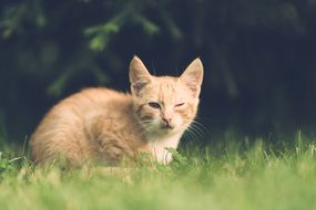 cat with injuries on the green grass