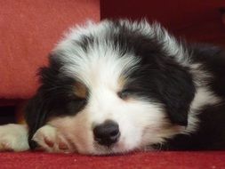 Dog Pet sleeping Photography