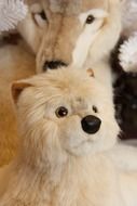 charming puppy of arctic wolf