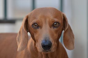 domestic dog look