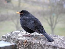 the thrush is on a rock