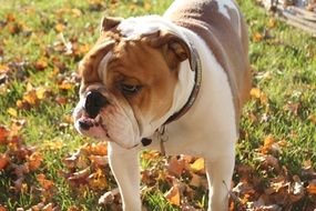 English bulldog on autumn lawn