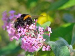 big Hummel Insect