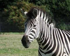 zebra on safari