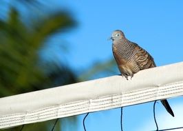 beautiful feathered Bird