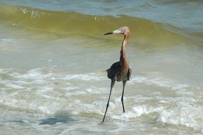 red heron on the coastline in America