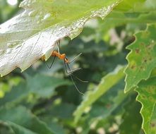 assassin bug nymph on the leaf