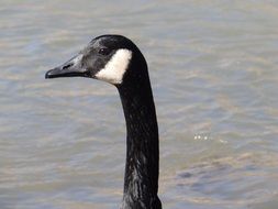the waterfowl goose in the wildlife