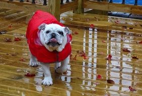bird of prey English Bulldog