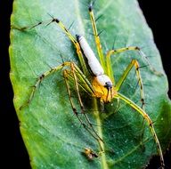 yellow green spider on the green leaf