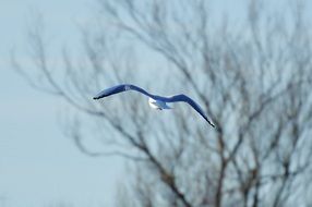 blue seagull over Lake Constance