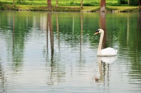 Swan is swimming in the pond