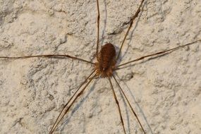 closeup picture of large spider on a stone wall