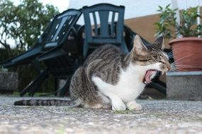 yawning domestic cat close-up