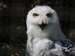 white owl or bubo scandiacus