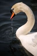 charming Swan Waterfowl