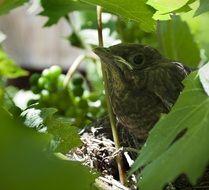 Bird cub on leaves