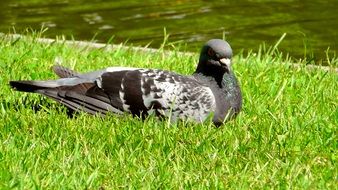resting dove outside