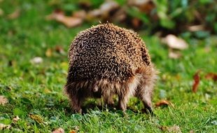 hedgehog goes on a green meadow