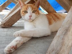 Pet Gata Rest