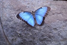 blue butterfly on a gray surface