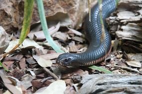 Inland Taipan Snake