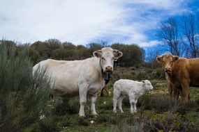 cows and calf on pasture