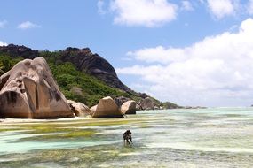 Dog on a Caribbean sea bank