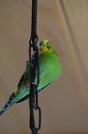 cute green budgie