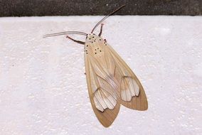 Large Moth