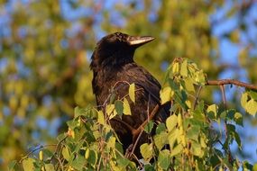 Crow on a branch of birch close-up on blurred background