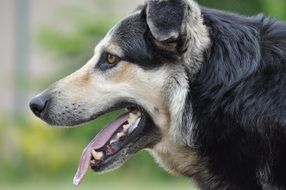 Dog Snout with tongue sticking out