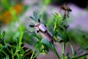 furry caterpillar on a green plant close-up on blurred background