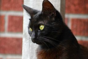 black Cat looking aside, head portrait