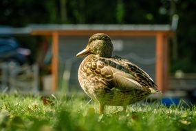 duck in the Sunny grass