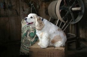 white spaniel sits on a box