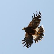 big bird in free flight