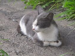 portrait of cute white gray cat sleeping on the road