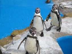 three penguins near bright blue water