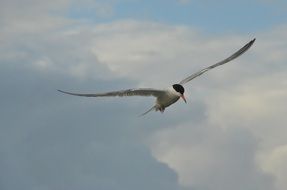 photo of Bird in a flight