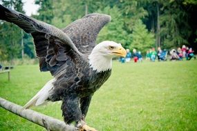 perched bald eagle